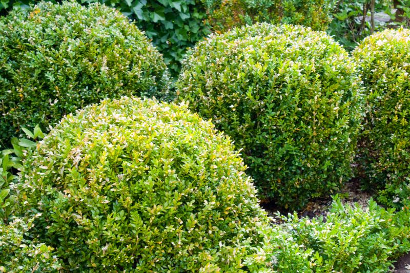 Neatly Trimmed Shrubs