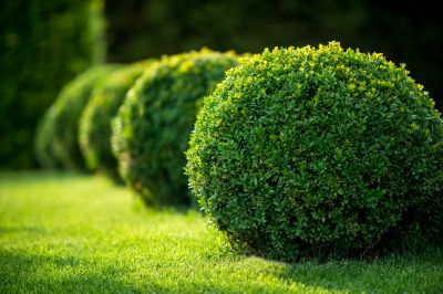 Healthy Shrubs