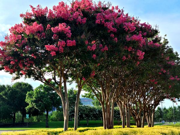 Cost of Crepe Myrtle Pruning in Colorado Springs