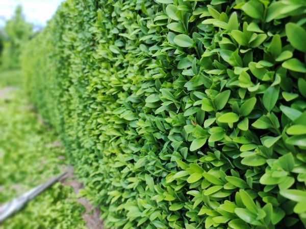 Cost of Boxwood Pruning in Colorado Springs
