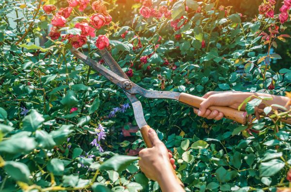 Cost of Knockout Roses Pruning in Colorado Springs