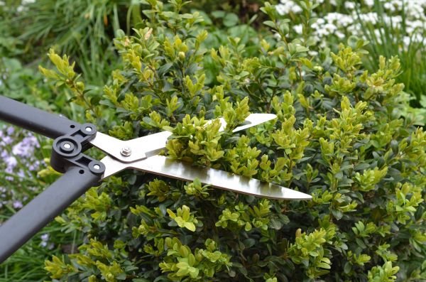 Cost of Boxwood Trimming in Colorado Springs