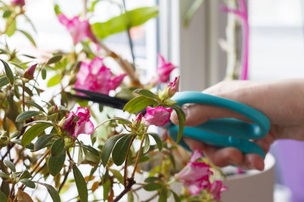 Cost of Azalea Pruning in Colorado Springs