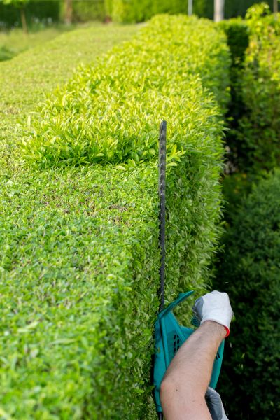 Cost of Hedge Trimming in Colorado Springs